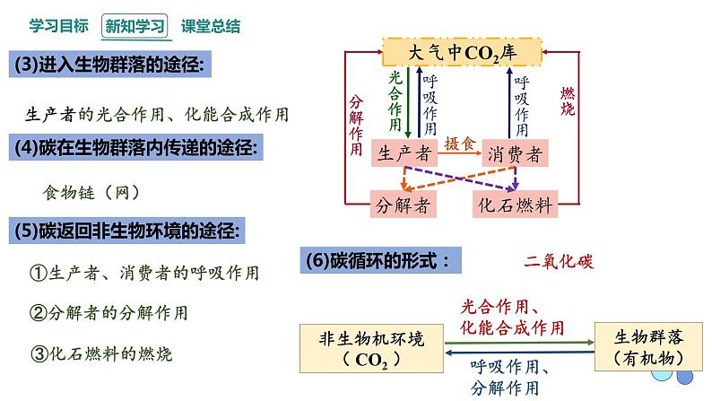 3.3 生态系统的物质循环   课件 2023-2024学年高二生物人教版（2019）选择性必修2第8页