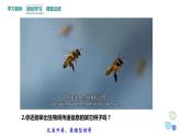 3.4 生态系统的信息传递   课件 2023-2024学年高二生物人教版（2019）选择性必修2