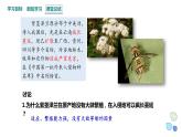 3.5 课时1  生态系统的稳定性    课件 2023-2024学年高二生物人教版（2019）选择性必修2
