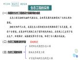 4.3 课时2  生态工程    课件 2023-2024学年高二生物人教版（2019）选择性必修2