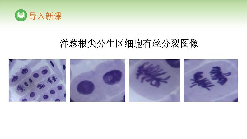 人教版高中生物必修第二册 遗传与进化  第2章 第1节 第3课时 观察蝗虫精母细胞减数分裂装片、建立减数分裂中染色体变化的模型 （课件）03