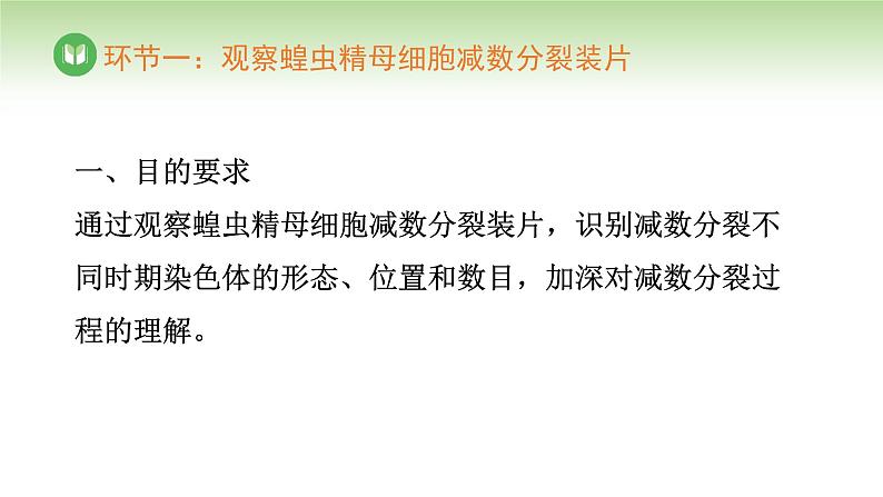 人教版高中生物必修第二册 遗传与进化  第2章 第1节 第3课时 观察蝗虫精母细胞减数分裂装片、建立减数分裂中染色体变化的模型 （课件）04