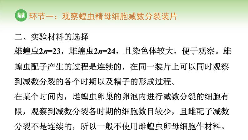 人教版高中生物必修第二册 遗传与进化  第2章 第1节 第3课时 观察蝗虫精母细胞减数分裂装片、建立减数分裂中染色体变化的模型 （课件）05