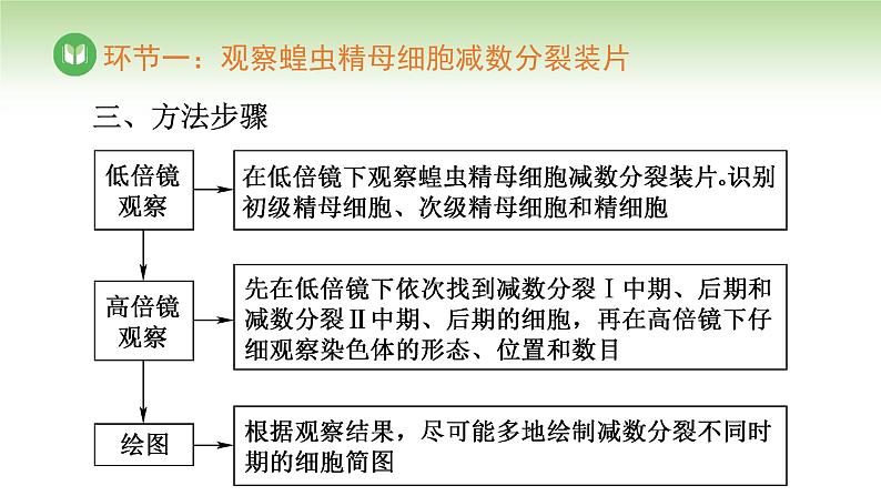 人教版高中生物必修第二册 遗传与进化  第2章 第1节 第3课时 观察蝗虫精母细胞减数分裂装片、建立减数分裂中染色体变化的模型 （课件）06