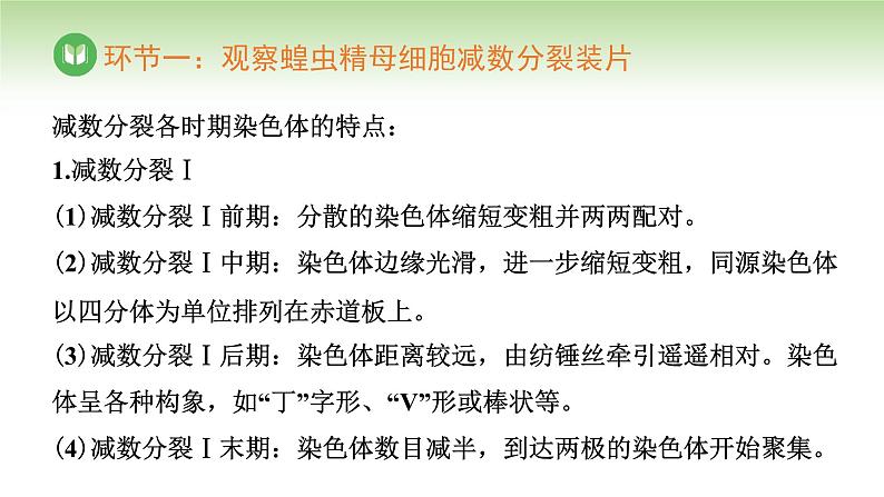 人教版高中生物必修第二册 遗传与进化  第2章 第1节 第3课时 观察蝗虫精母细胞减数分裂装片、建立减数分裂中染色体变化的模型 （课件）07