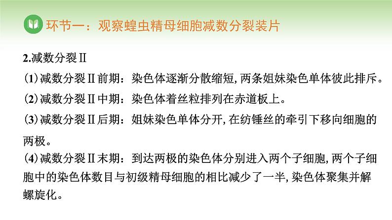 人教版高中生物必修第二册 遗传与进化  第2章 第1节 第3课时 观察蝗虫精母细胞减数分裂装片、建立减数分裂中染色体变化的模型 （课件）08