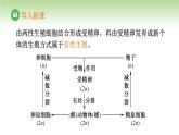 人教版高中生物必修第二册 遗传与进化  第2章 第1节 第4课时 受精作用（课件）