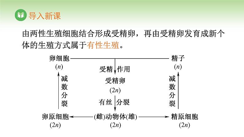 人教版高中生物必修第二册 遗传与进化  第2章 第1节 第4课时 受精作用（课件）第2页