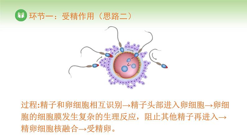 人教版高中生物必修第二册 遗传与进化  第2章 第1节 第4课时 受精作用（课件）第7页