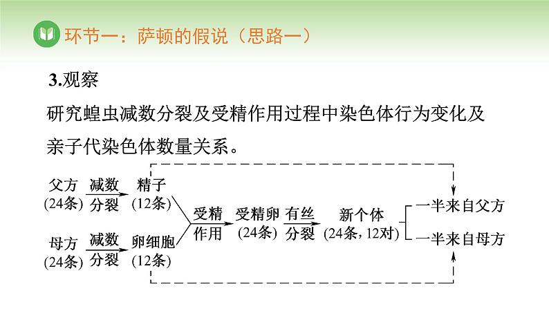 人教版高中生物必修第二册 遗传与进化  第2章 第2节 基因在染色体上（课件）05