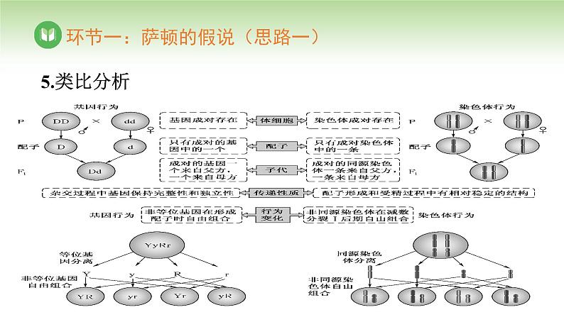 人教版高中生物必修第二册 遗传与进化  第2章 第2节 基因在染色体上（课件）07