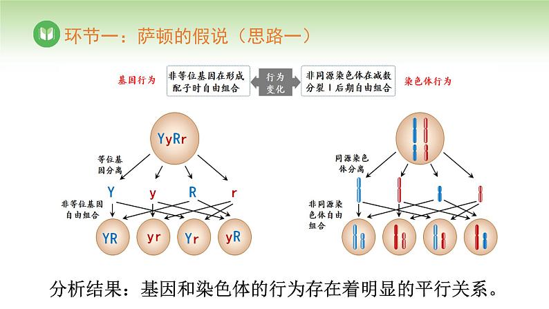 人教版高中生物必修第二册 遗传与进化  第2章 第2节 基因在染色体上（课件）08