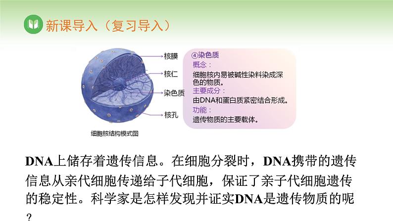 人教版高中生物必修第二册 遗传与进化  第3章 第1节 DNA是主要的遗传物质（课件）第4页