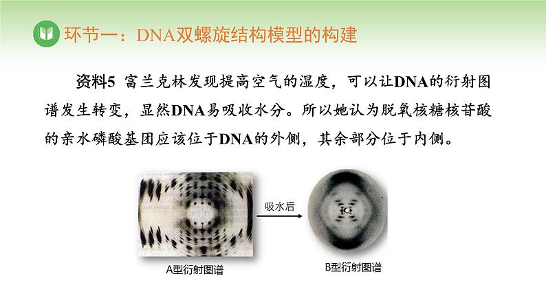 人教版高中生物必修第二册 遗传与进化  第3章 第2节 第1课时 DNA的结构（课件）08