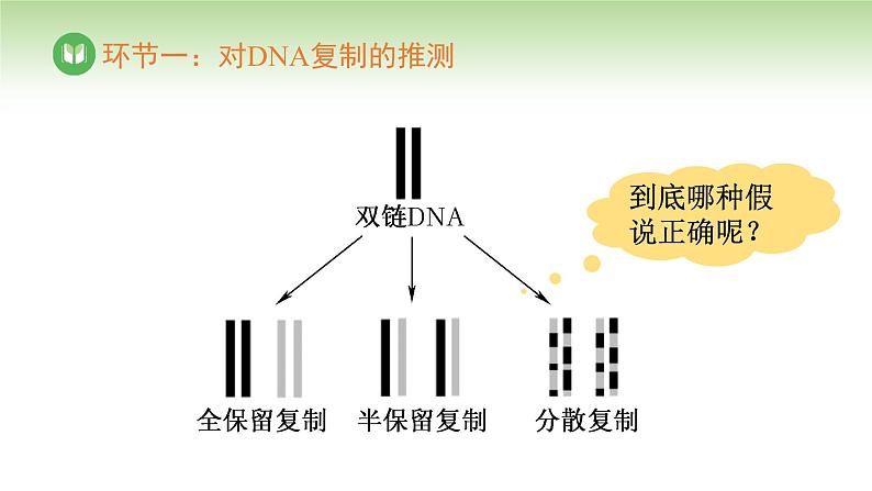 人教版高中生物必修第二册 遗传与进化  第3章 第3节 DNA的复制（课件）第5页