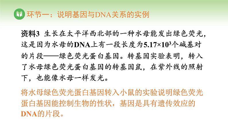 人教版高中生物必修第二册 遗传与进化  第3章 第4节 基因通常是有遗传效应的DNA片段（课件）08