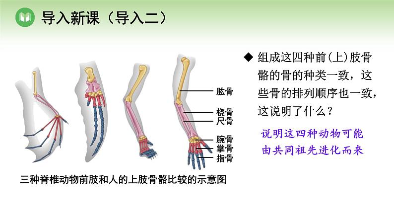 人教版高中生物必修第二册 遗传与进化  第6章 第2节 自然选择与适应的形成（课件）04