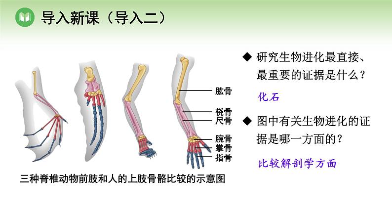 人教版高中生物必修第二册 遗传与进化  第6章 第2节 自然选择与适应的形成（课件）05