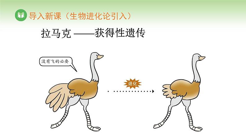 人教版高中生物必修第二册 遗传与进化  第1章 第1节 第1课时 一对相对性状的杂交实验过程及解释（课件）03