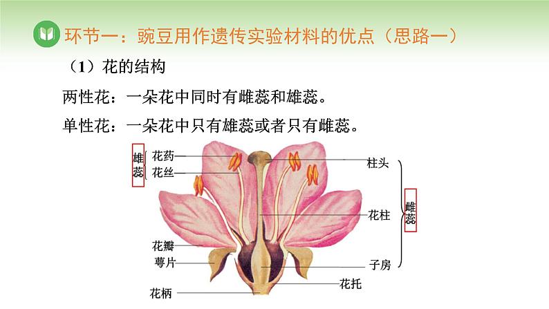 人教版高中生物必修第二册 遗传与进化  第1章 第1节 第1课时 一对相对性状的杂交实验过程及解释（课件）08