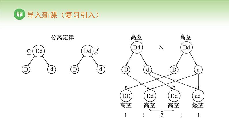 人教版高中生物必修第二册 遗传与进化  第1章 第2节 第1课时 自由组合定律（一）（课件）第3页