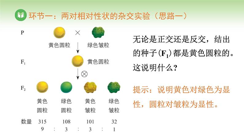 人教版高中生物必修第二册 遗传与进化  第1章 第2节 第1课时 自由组合定律（一）（课件）第5页