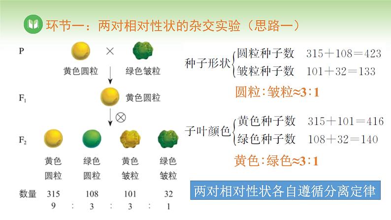 人教版高中生物必修第二册 遗传与进化  第1章 第2节 第1课时 自由组合定律（一）（课件）第6页