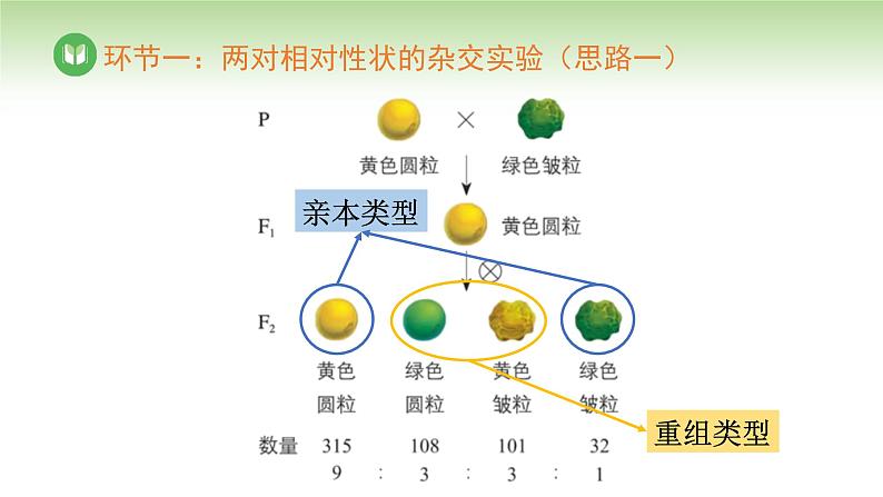 人教版高中生物必修第二册 遗传与进化  第1章 第2节 第1课时 自由组合定律（一）（课件）第8页