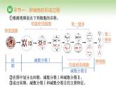 人教版高中生物必修第二册 遗传与进化  第2章 第1节 第2课时 卵细胞的形成过程（课件）