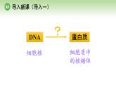 人教版高中生物必修第二册 遗传与进化  第4章 第1节 第1课时 遗传信息的转录（课件）