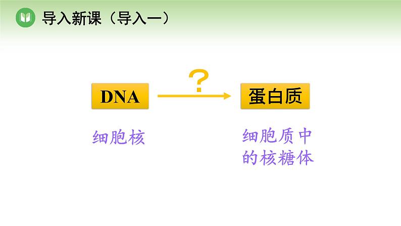 人教版高中生物必修第二册 遗传与进化  第4章 第1节 第1课时 遗传信息的转录（课件）03