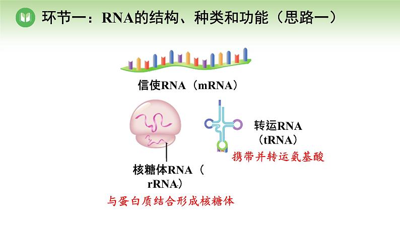 人教版高中生物必修第二册 遗传与进化  第4章 第1节 第1课时 遗传信息的转录（课件）08