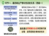 人教版高中生物必修第二册 遗传与进化  第4章 第2节 第1课时 基因表达产物与性状的关系、基因的选择性表达与细胞分化 （课件）