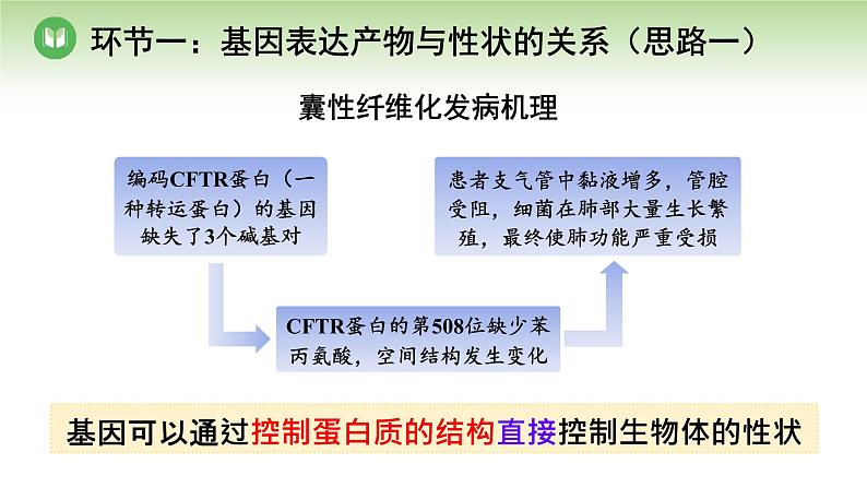 人教版高中生物必修第二册 遗传与进化  第4章 第2节 第1课时 基因表达产物与性状的关系、基因的选择性表达与细胞分化 （课件）第7页