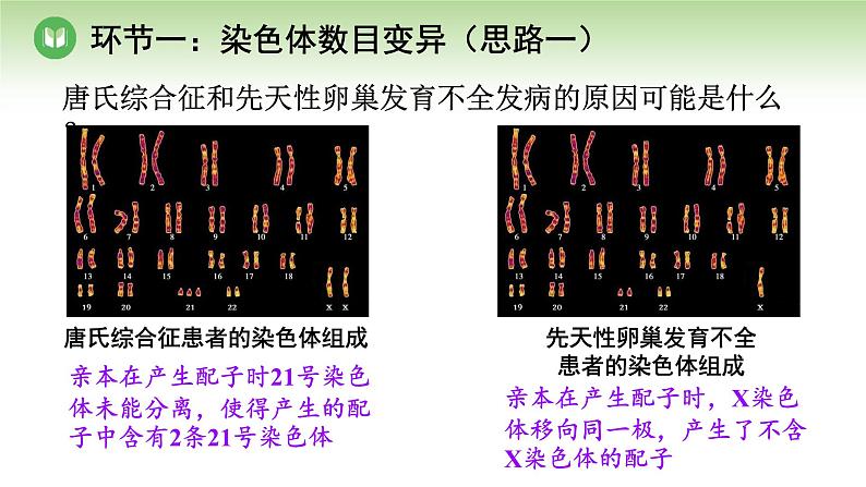 人教版高中生物必修第二册 遗传与进化  第5章 第2节 第1课时 染色体数目的变异（课件）06