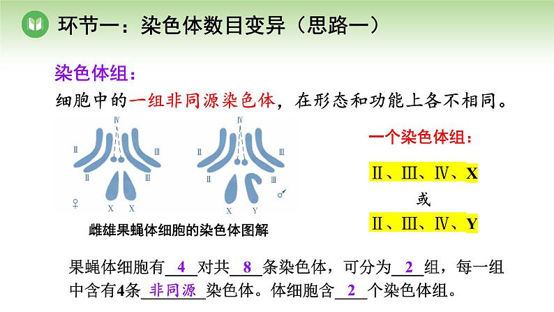 人教版高中生物必修第二册 遗传与进化  第5章 第2节 第1课时 染色体数目的变异（课件）08