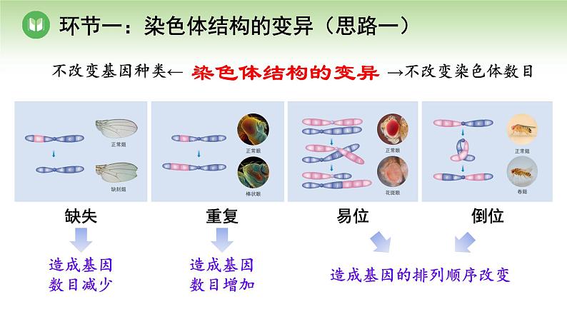 人教版高中生物必修第二册 遗传与进化  第5章 第2节 第2课时 染色体结构的变异及低温诱导植物细胞染色体数目的变化 （课件）07