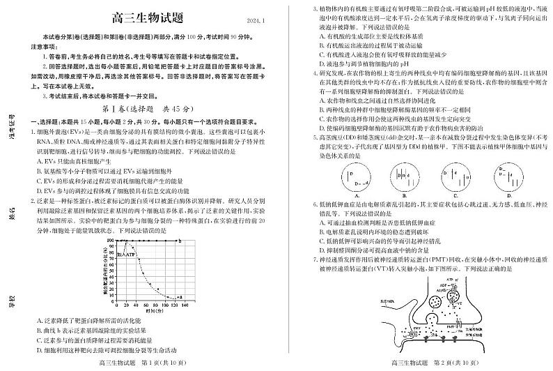 2024德州高三上学期期末考试生物PDF版含答案01