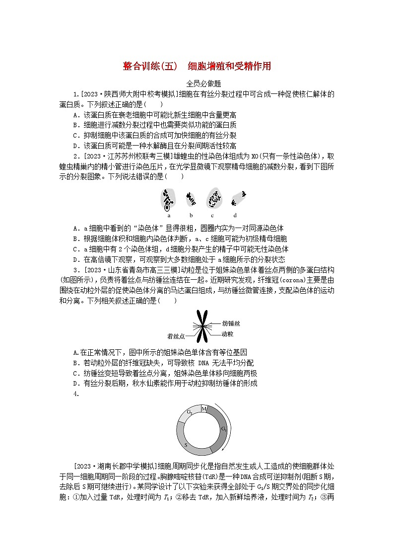 统考版2024高考生物二轮专题复习整合训练5细胞增殖和受精作用第1页