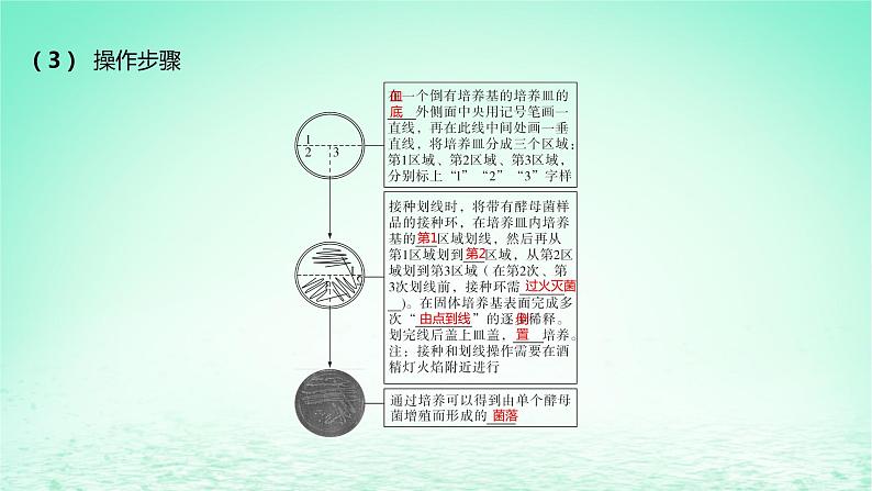 江苏专版2023_2024学年新教材高中生物第一章发酵工程第二节发酵工程的无菌技术第二课时微生物分离纯化和培养的无菌技术课件苏教版选择性必修306