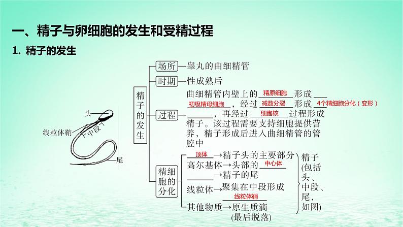 江苏专版2023_2024学年新教材高中生物第二章细胞工程第四节胚胎工程及其应用第一课时哺乳动物胚胎发育的基本过程课件苏教版选择性必修305