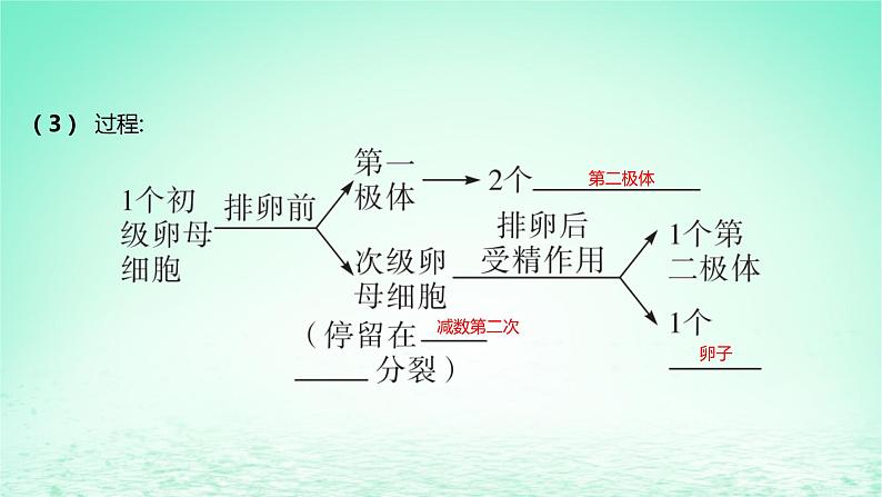 江苏专版2023_2024学年新教材高中生物第二章细胞工程第四节胚胎工程及其应用第一课时哺乳动物胚胎发育的基本过程课件苏教版选择性必修307