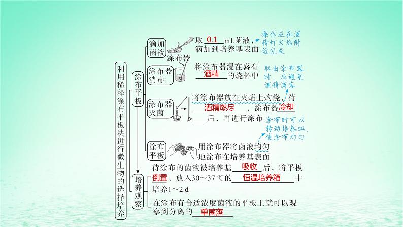 江苏专版2023_2024学年新教材高中生物第1章发酵工程第2节微生物的培养技术及应用第2课时微生物的选择培养和计数课件新人教版选择性必修3第8页