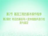 江苏专版2023_2024学年新教材高中生物第3章基因工程第2节基因工程的基本操作程序第2课时将目的基因导入受体细胞并进行检测与鉴定课件新人教版选择性必修3