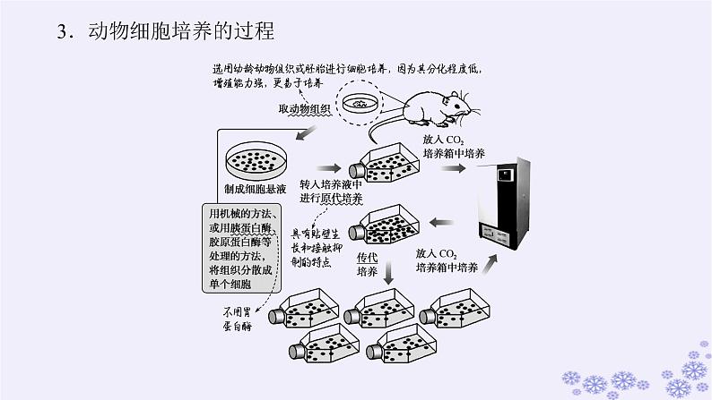 新教材2023版高中生物第2章细胞工程第2节动物细胞工程第1课时动物细胞培养课件新人教版选择性必修3第8页