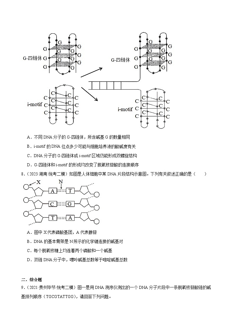 考点通关卷21 DNA分子的结构、复制与基因的本质（原卷版）第3页