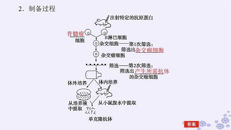 新教材2023版高中生物第2章细胞工程第2节动物细胞工程第2课时动物细胞融合技术与单克鹿体课件新人教版选择性必修307