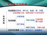 4.2免疫调节教学课件 高二上学期生物人教版选择性必修1