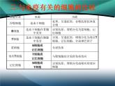4.2免疫调节教学课件 高二上学期生物人教版选择性必修1