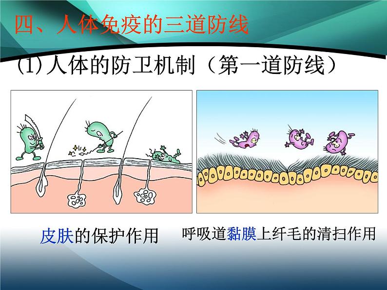 4.2免疫调节教学课件 高二上学期生物人教版选择性必修105